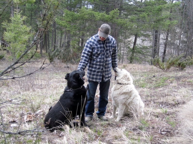 Gerry & LVG Dogs In Forest