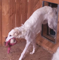 Dog exiting kennel