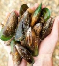Green Lipped Muscle,