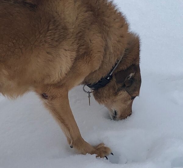 Tip of the Month: Let em Sniff!,