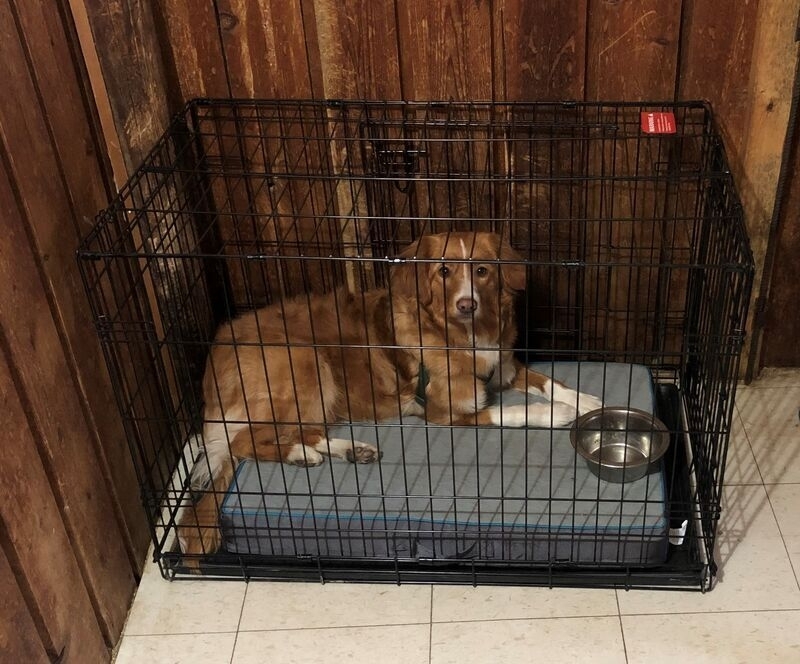 Tip of the Month: Crate Training? The Time Is Now!,