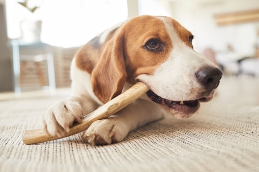 Tip of the Month: Bones - To Feed or Not to Feed?, 