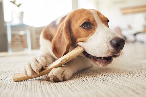 Tip of the Month: Bones - To Feed or Not to Feed?,