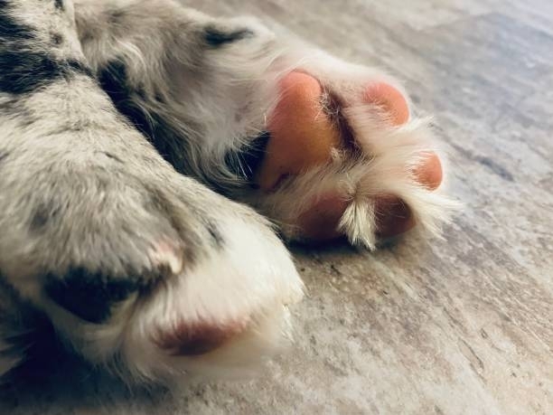 Tip of the Month: Snowballs in the Paws!,
