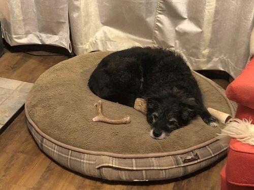 Tip of the Month: Does your dog have their own place?,