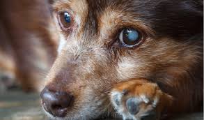 Tip of the Month: Is Your Dog Suddenly Barking Out of Character?, 