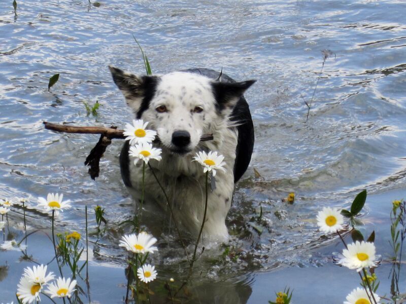 Tip of the Month: Swimming and Sprinkler Danger For Dogs? Who Knew?, 