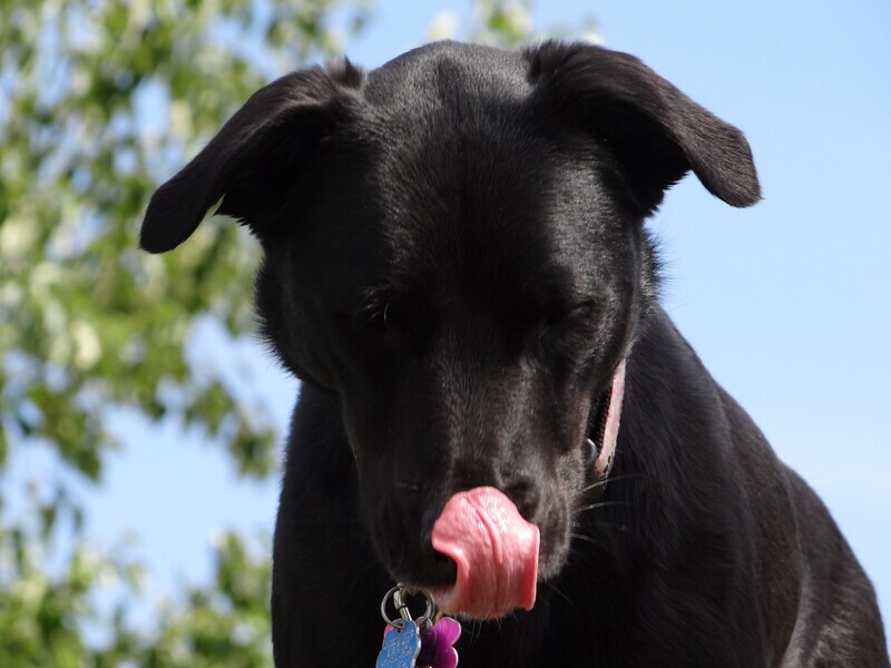 Does Your Dog Have