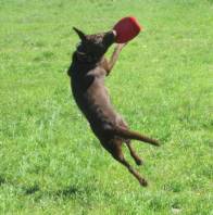 Dog catching a frisbee