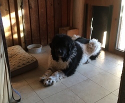 Pinto In Kennel