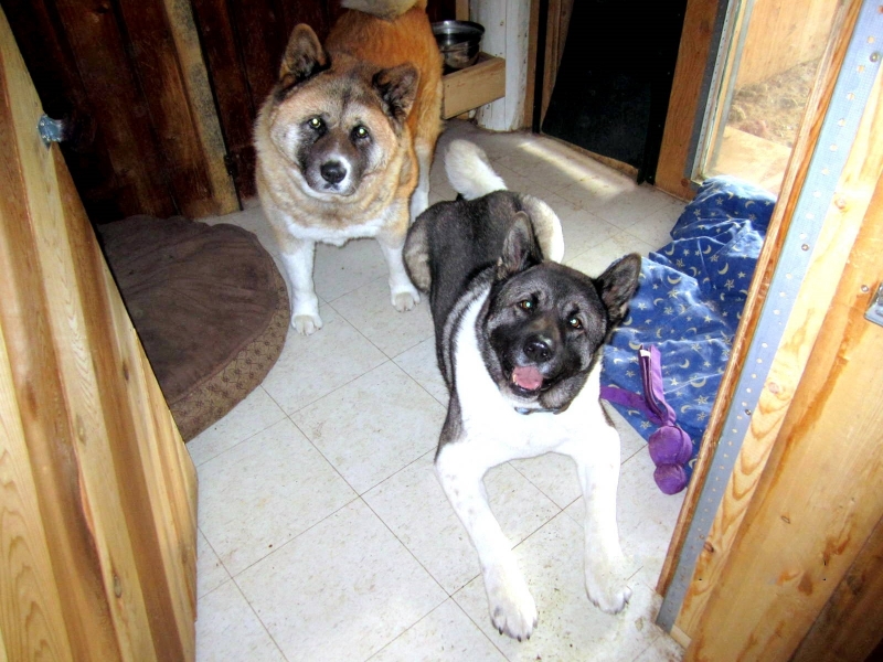 Akitas