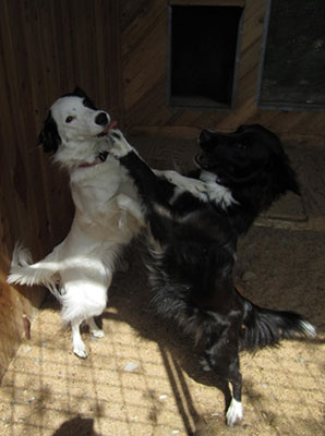 Happy Dogs In Their Yard