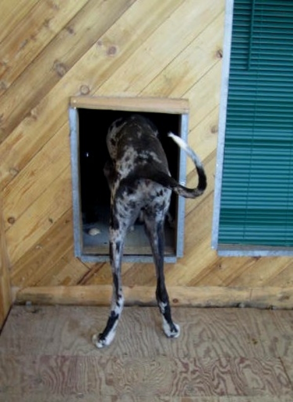 Dog entering kennel