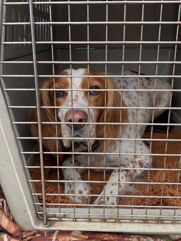 Solid Crate for your Dog