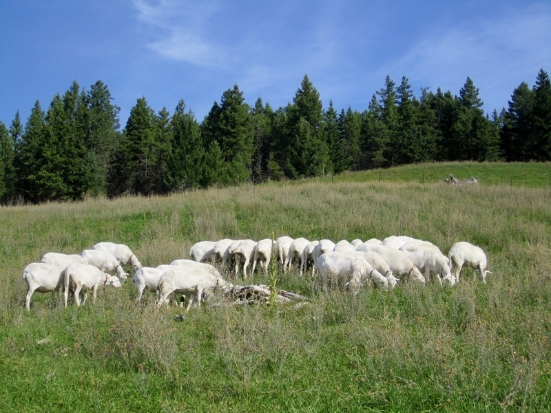 lamb grazing in a field under a blue sky