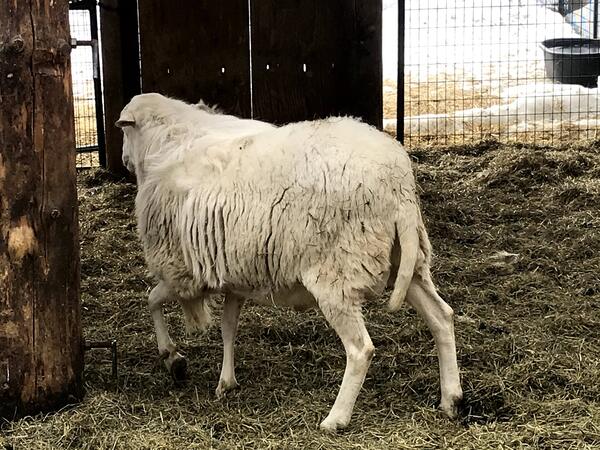 White Dorper Rams