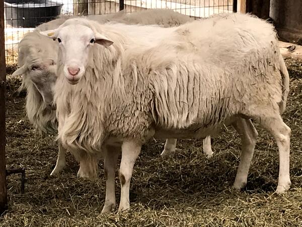 White Dorper Rams