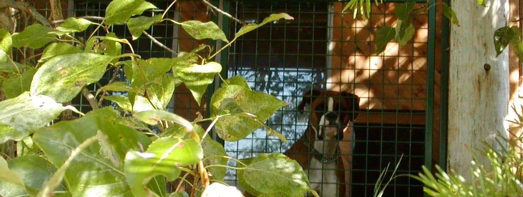 Harmony Farm Kennel and Lamb