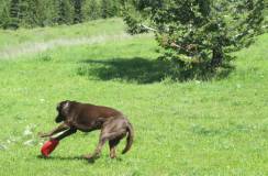 Dog playing in a field