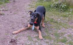 Dog playing on a path