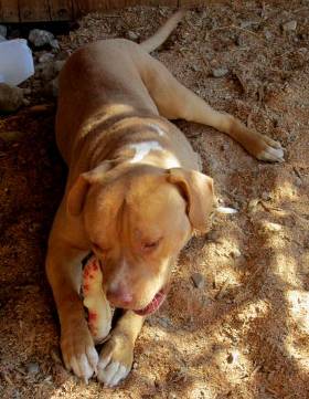 Dog laying on the ground