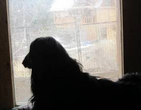 Dog looking out of window