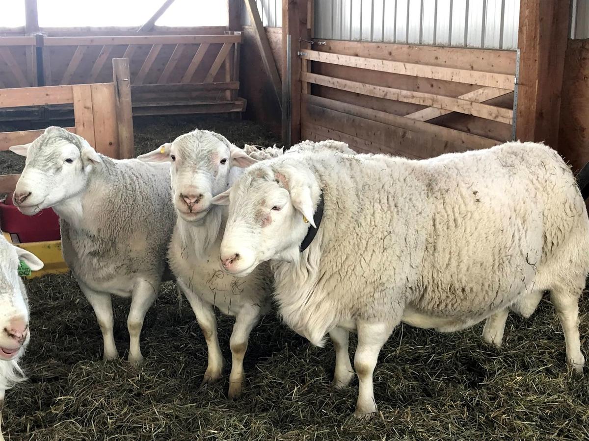 White Dorper Rams