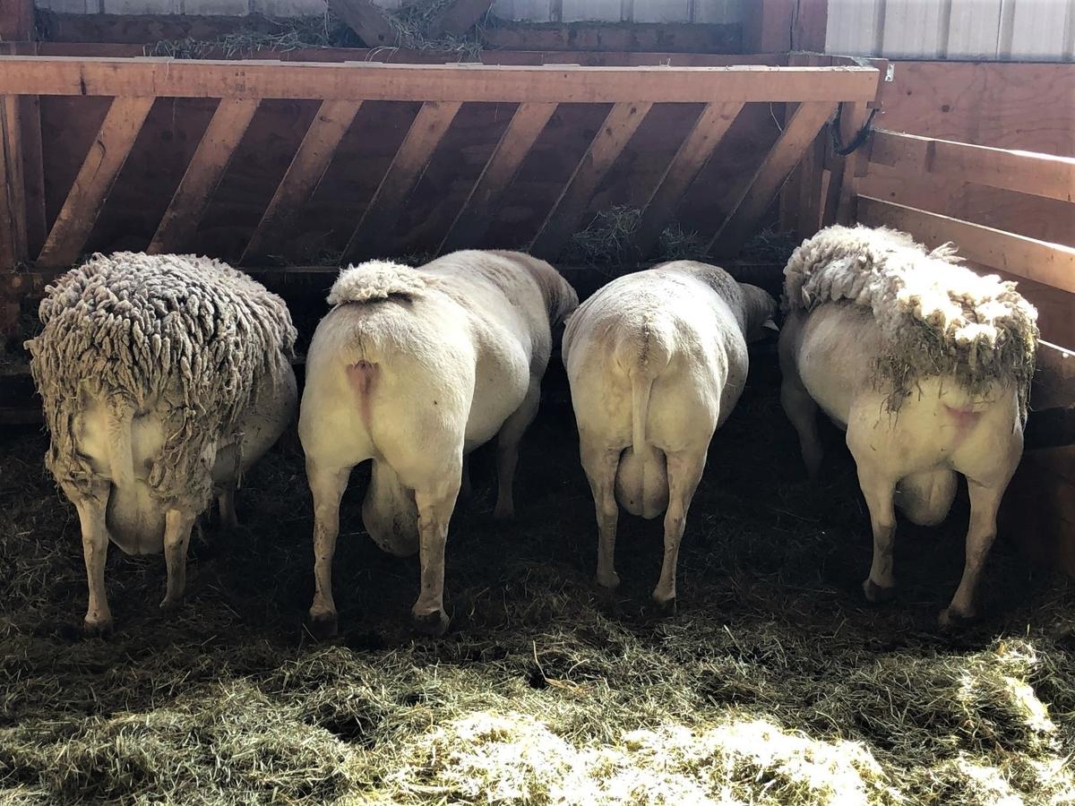 White Dorper Rams