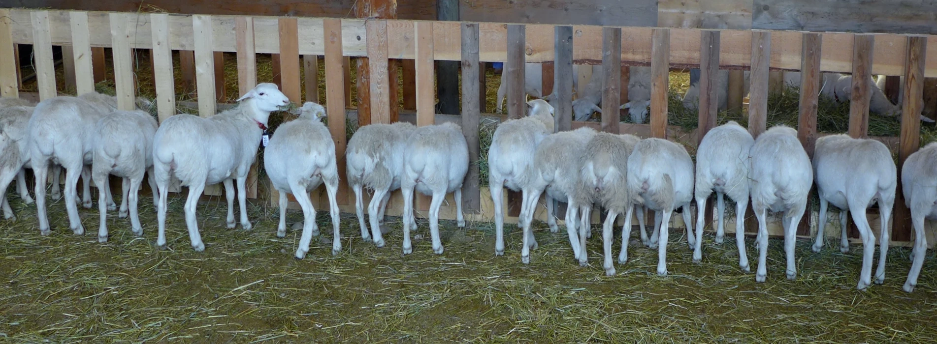 Line of Sheep feeding